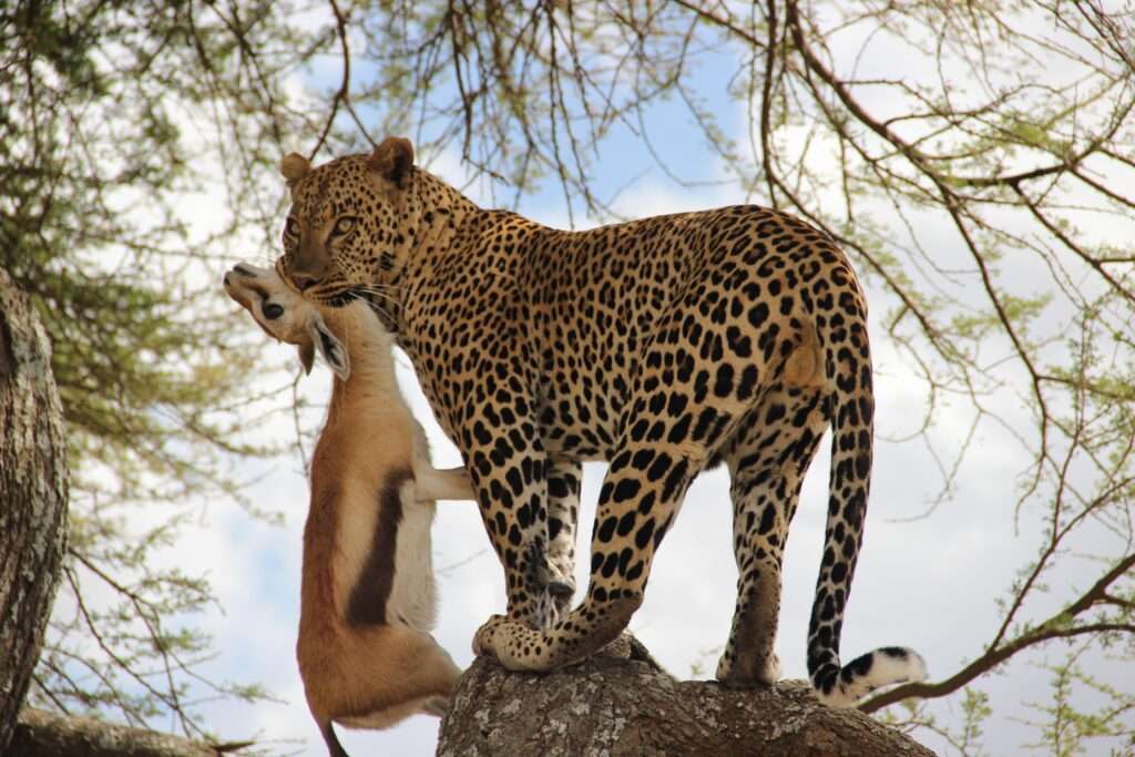 Leopard-Hunts-vs-cheetah