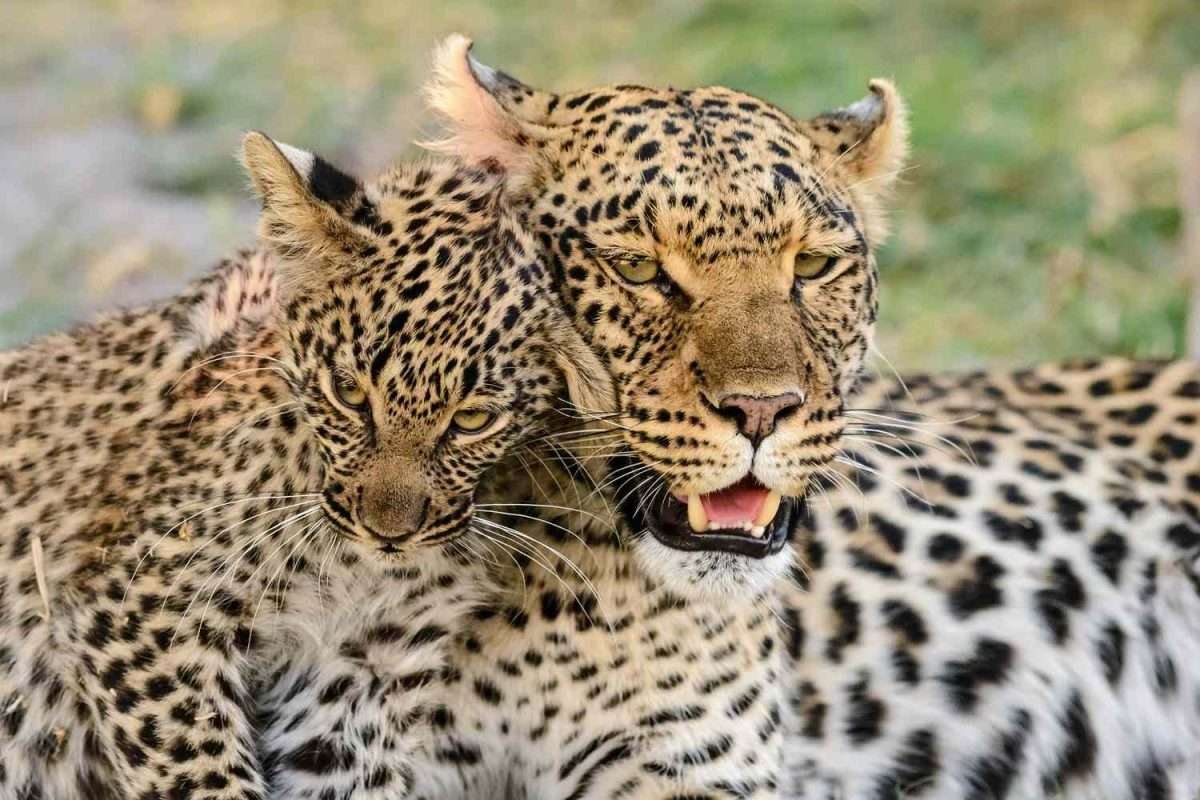 Leopard-Social-Life-social-life