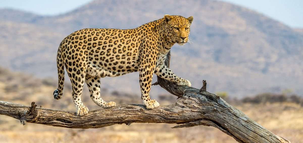 Leopard: Body Shape