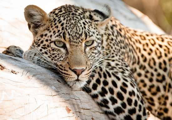 Leopards have rosettes