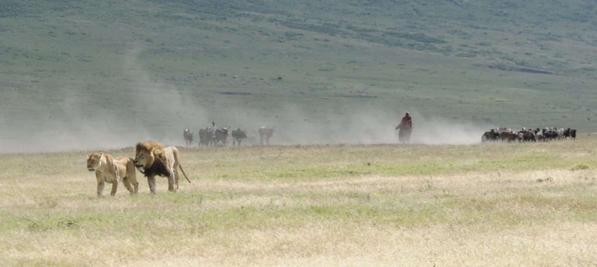 Ngorongoro-crater-lion