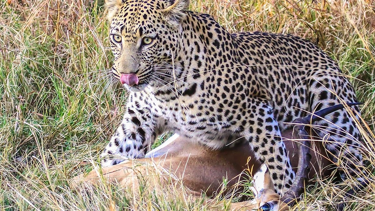 Ngorongoro-crater-Leopard