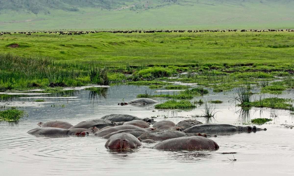 Ngorongoro-hippo