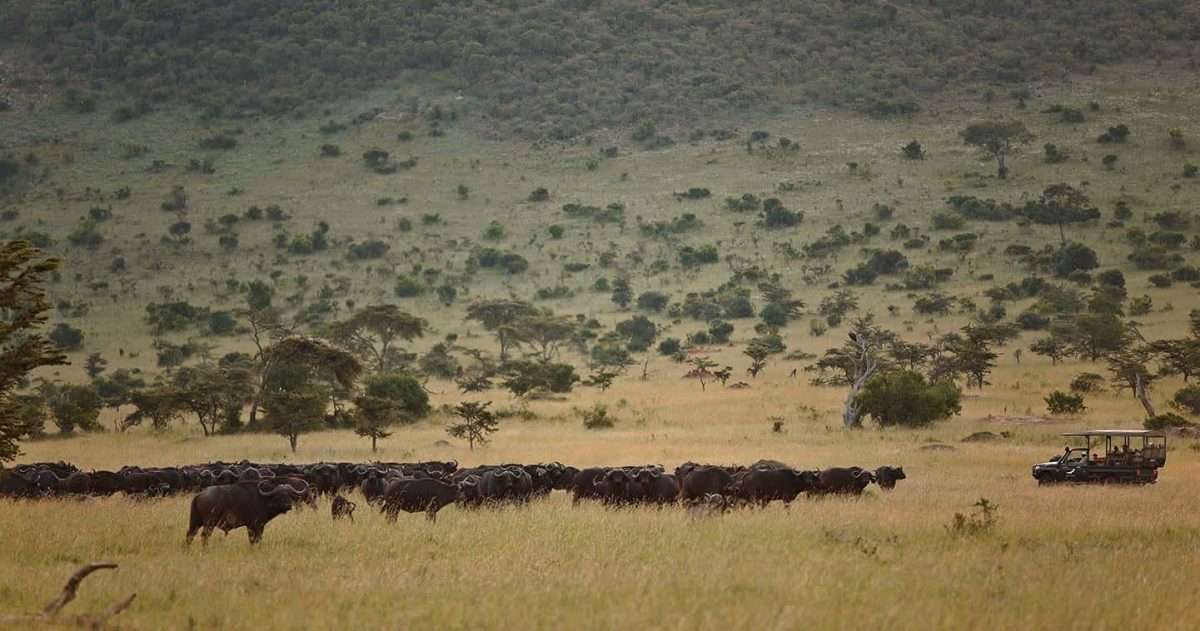 Northern-Serengeti-national-park-safari