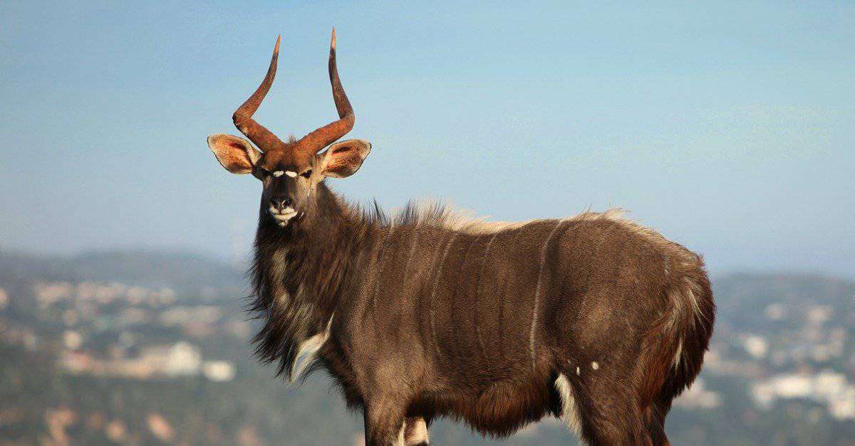 Nyala