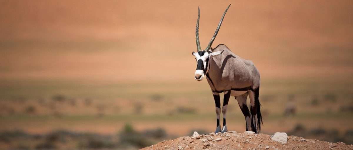 Oryx-Gemsbok-antelope-africa