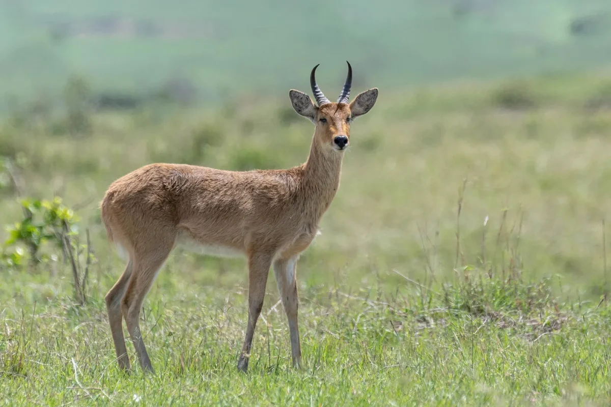 Reedbuck