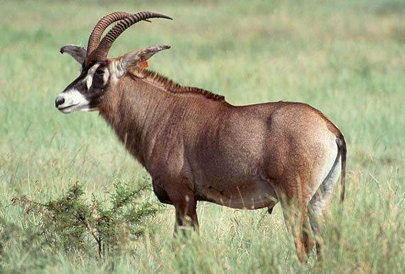 Roan Antelope