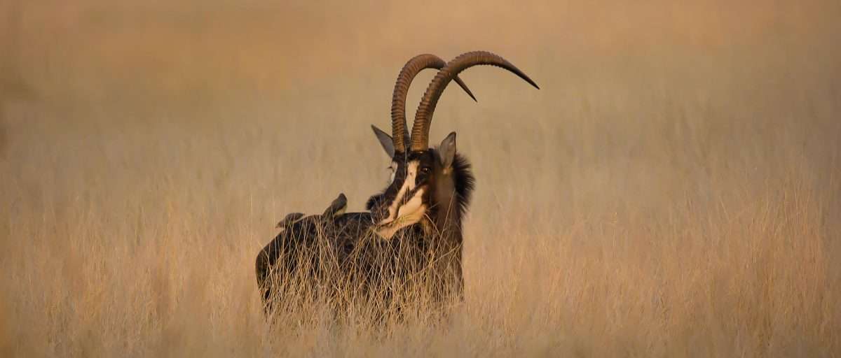 Sable Antelope
