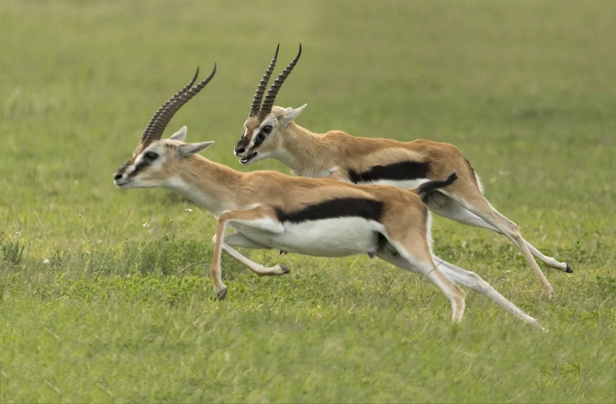 Thomson's-Gazelle-antelope-Africa