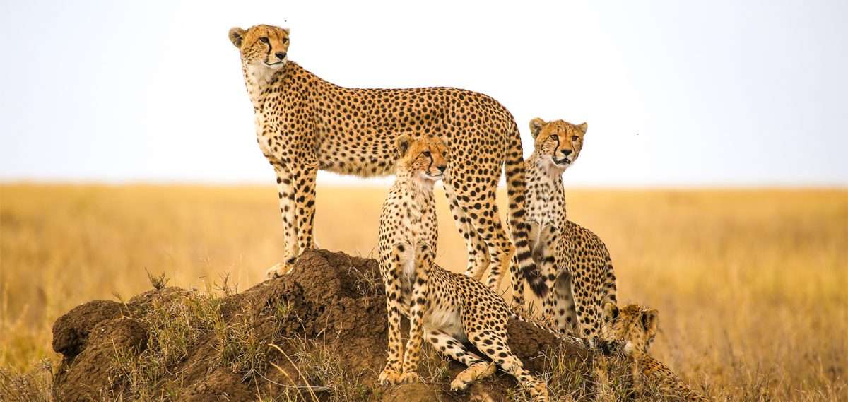 Where Cheetahs Live