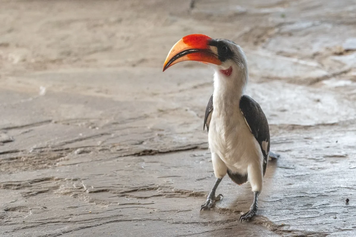 Zazu the Yellow-Billed Hornbill from the lion king