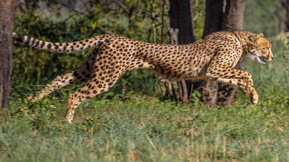cheetah-running-speed