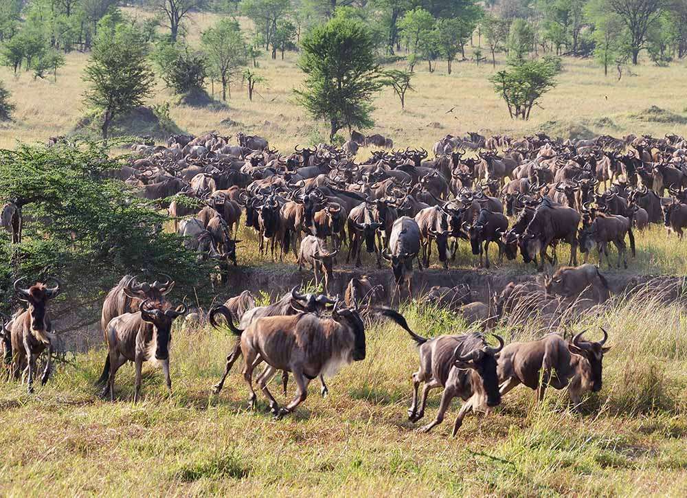 Western Serengeti