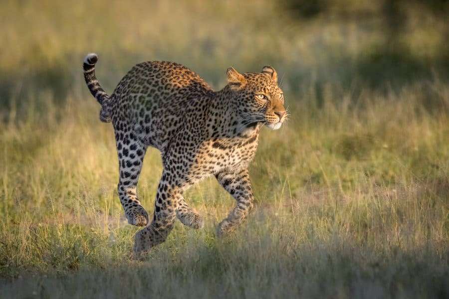 leopard-on-the-run-in-the-wild