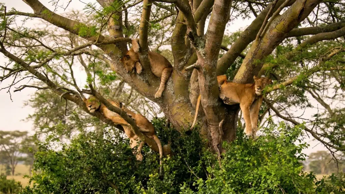 Acacia