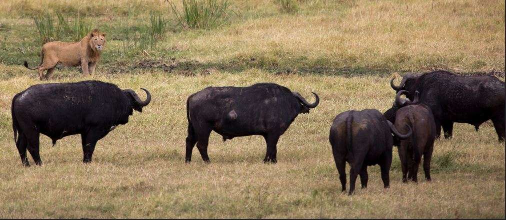 Buffalo ngorongoro