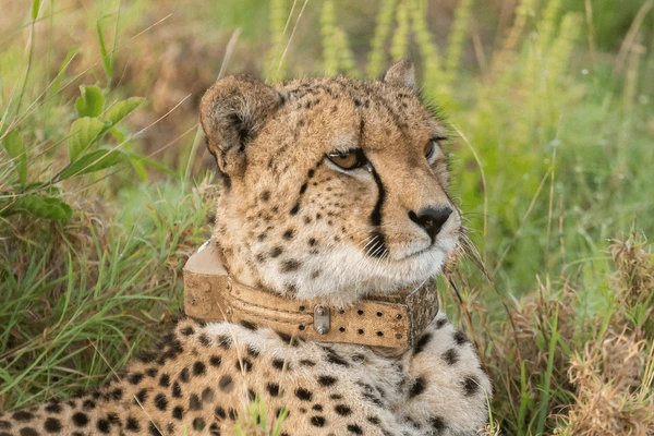 cheetah-in-collar