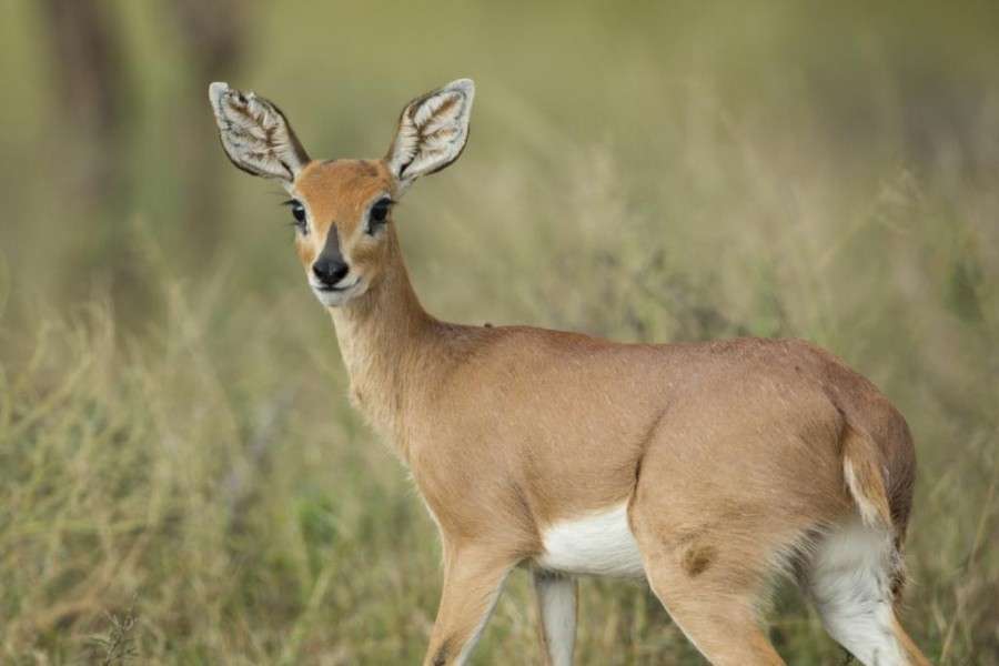 Steenbok
