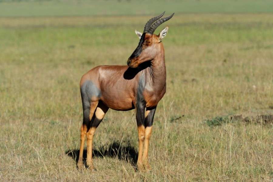 Topi antelope africa