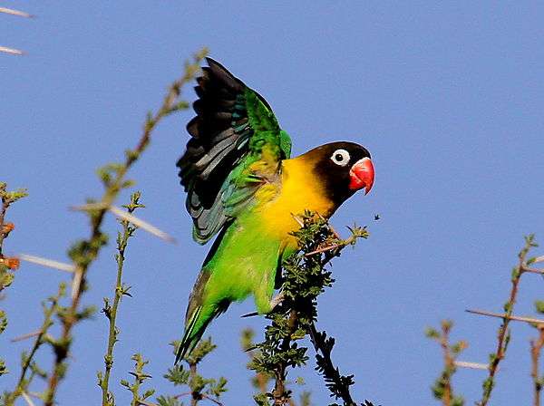 yellow-collared lovebird