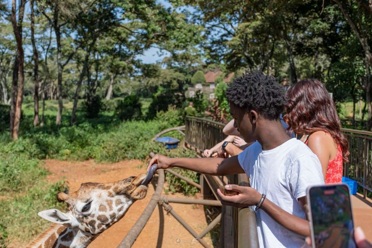 Giraffe Center