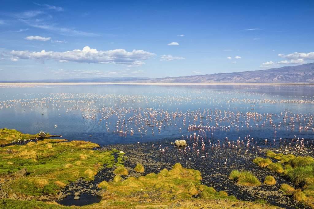 Flamingos-in-Lake-Natron-TourwithPipi