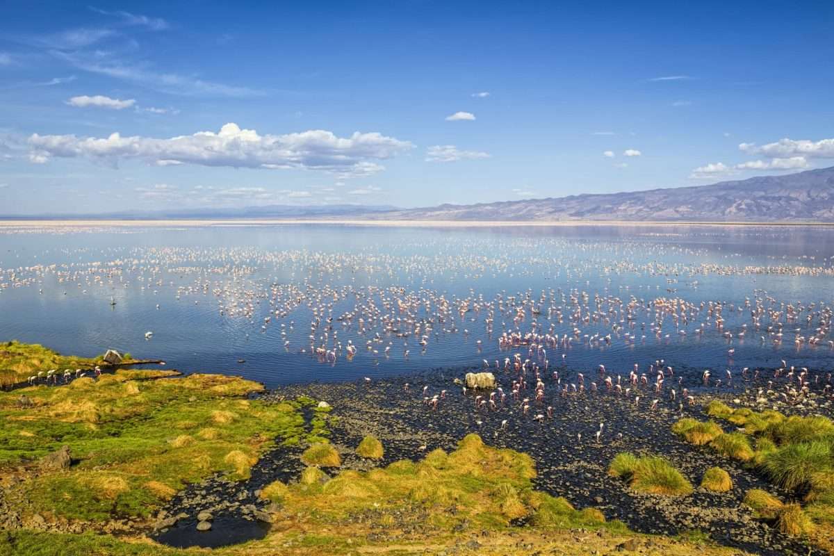 Flamingos-in-Lake-Natron-TourwithPipi