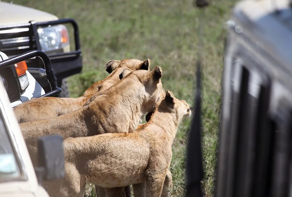 game drive masai mara safari