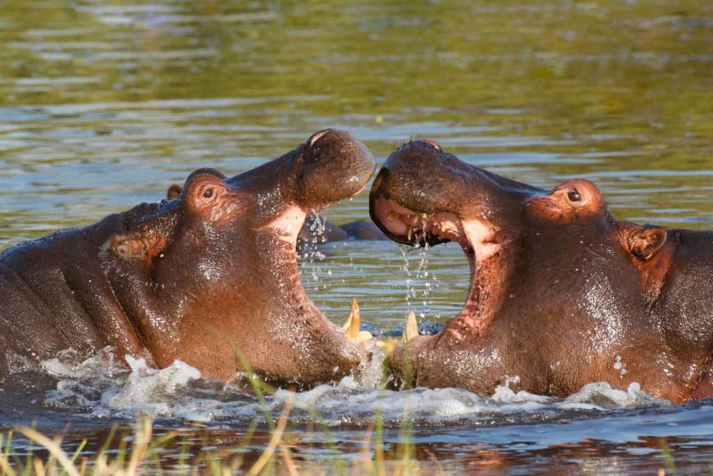 Hippopotamuses attacks