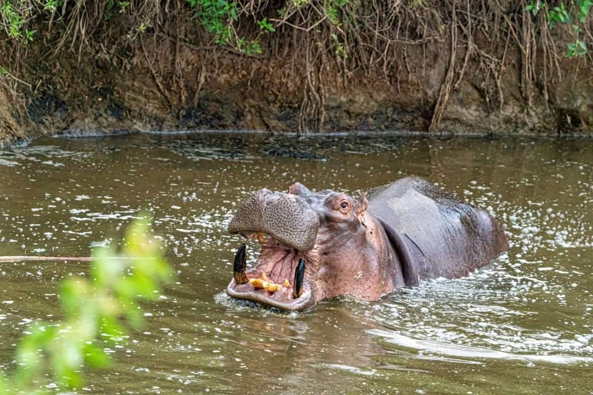hippo in water in tanzania