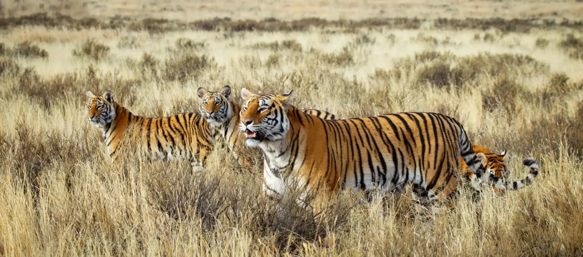 Tiger Canyon, South Africa