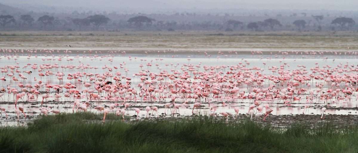 Lake Amboseli