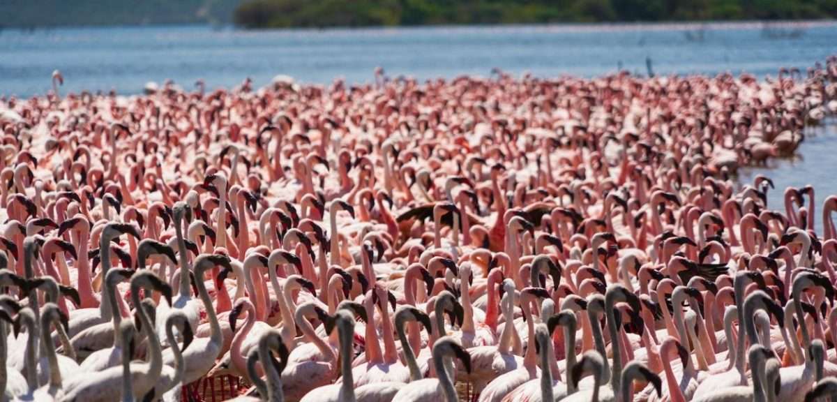 Lake Bogoria