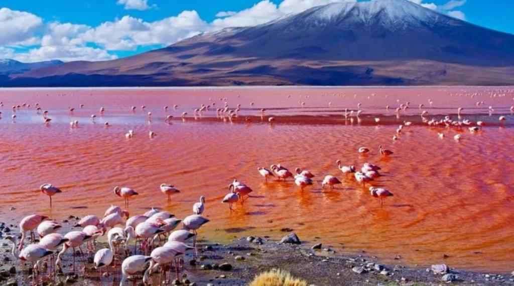 Lake-Natron-Tanzania-flamingos