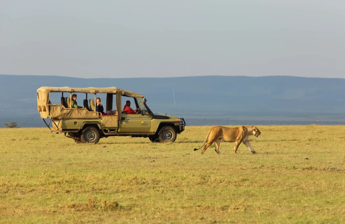 morning game drive