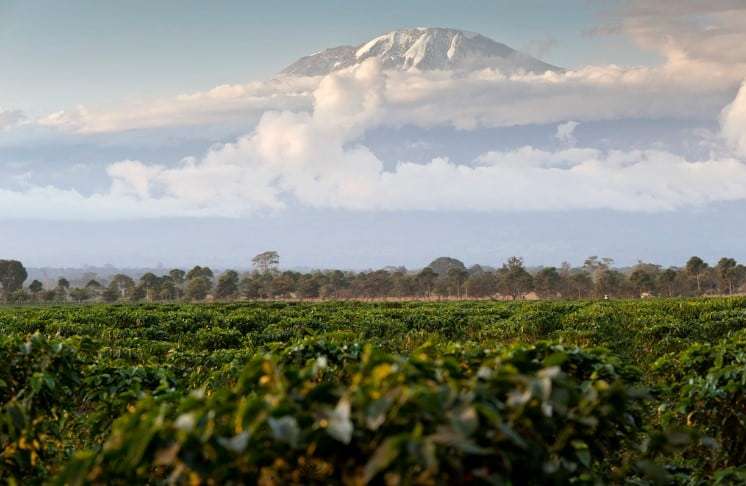 Coffee Tours in Moshi