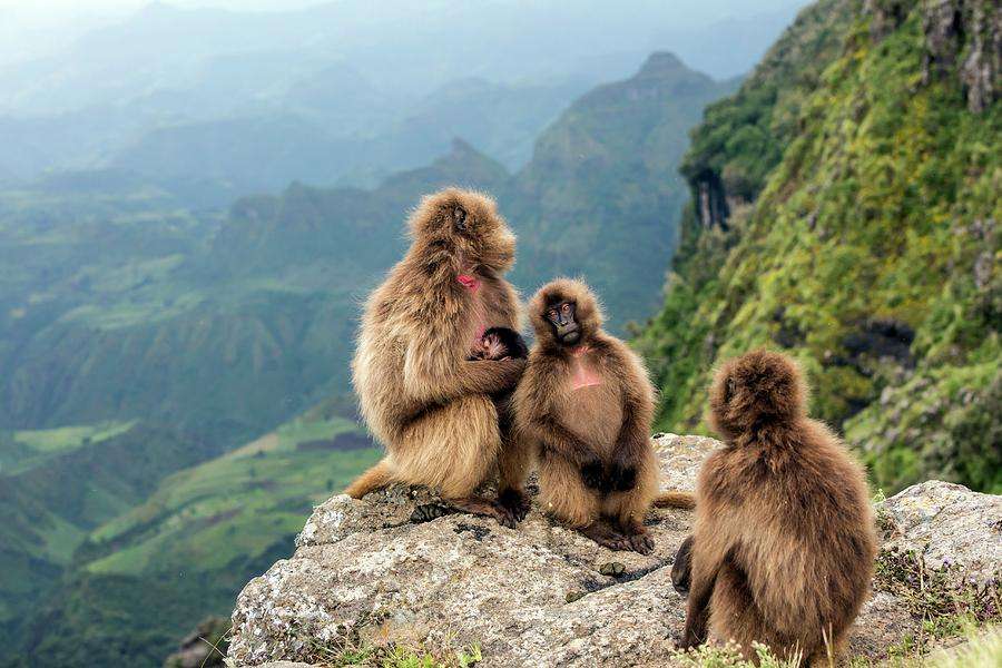 Baboon Cliff Viewpoint