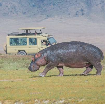 Hippo in front of safari jeep
