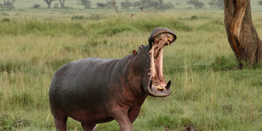 hippos yawn
