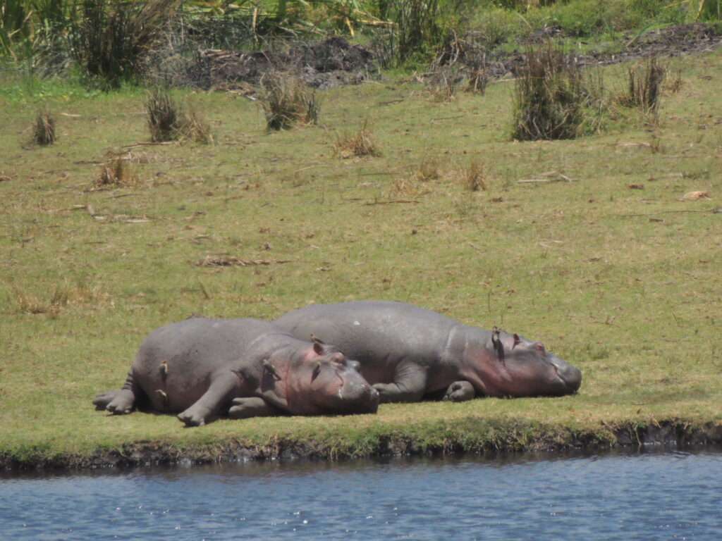 hippo africa