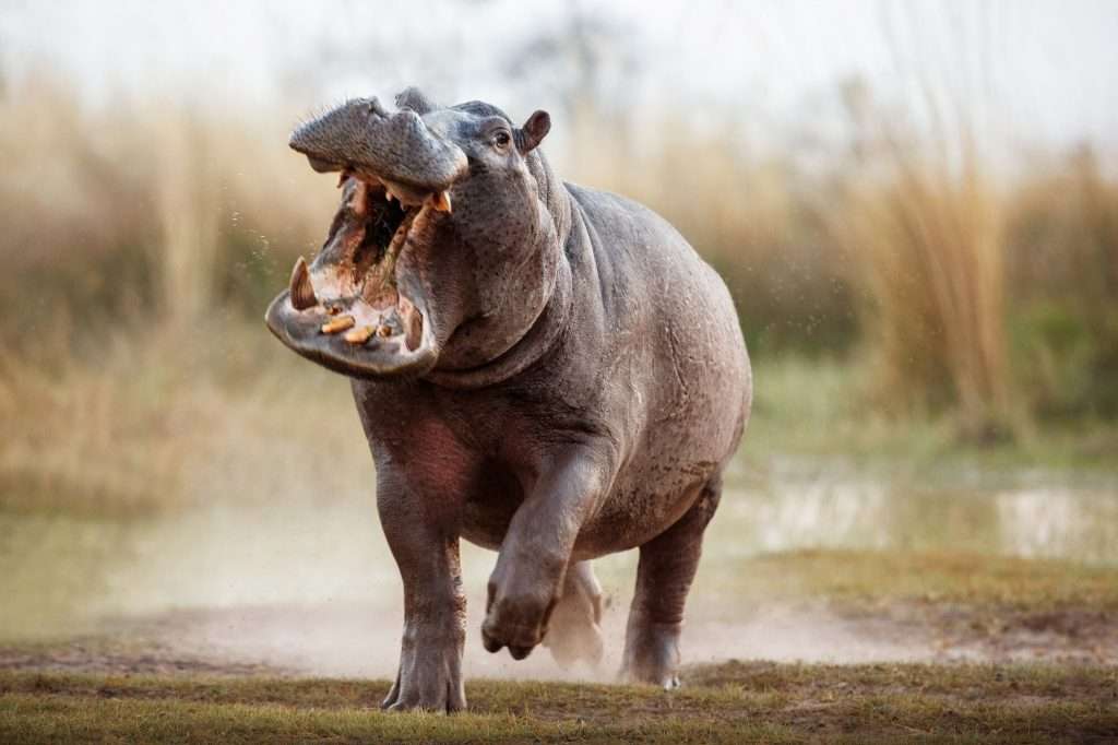 hippo running fast