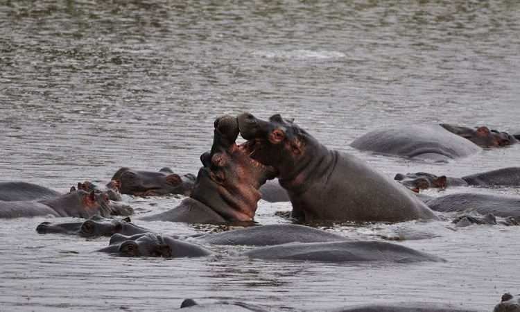 Hippos in water in Kenya