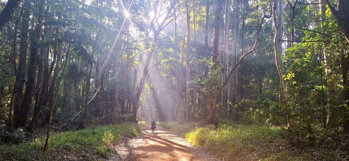 Karura Forest