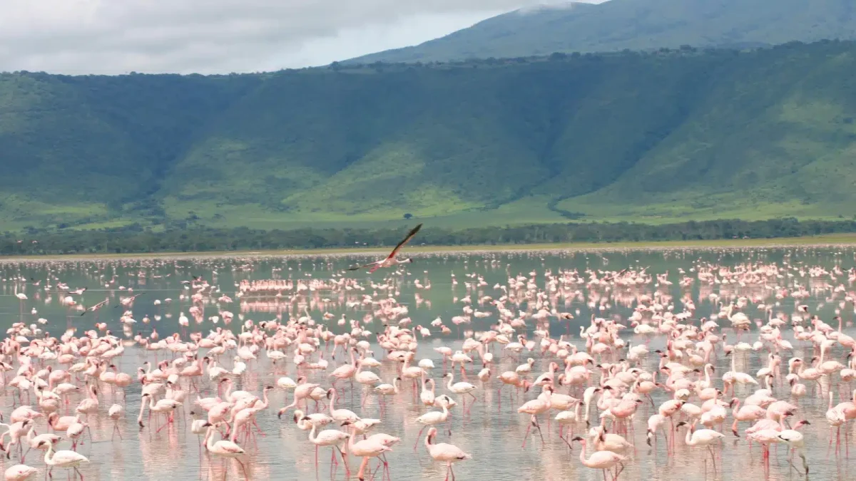 Lake Magadi, tanzania
