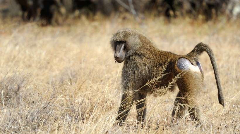 Olive baboons