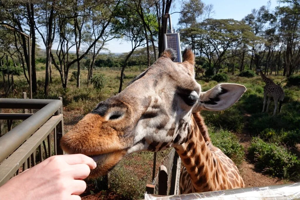 giraffes-center