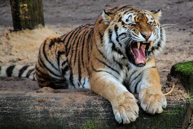 Why Are There No Tigers in Africa?