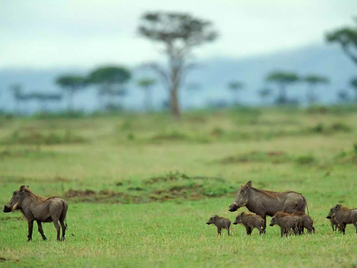 Warthogs