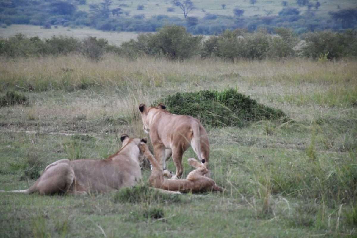 Lions of Masai Mara
